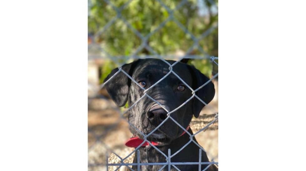 5395358942278494 SIMBA 2