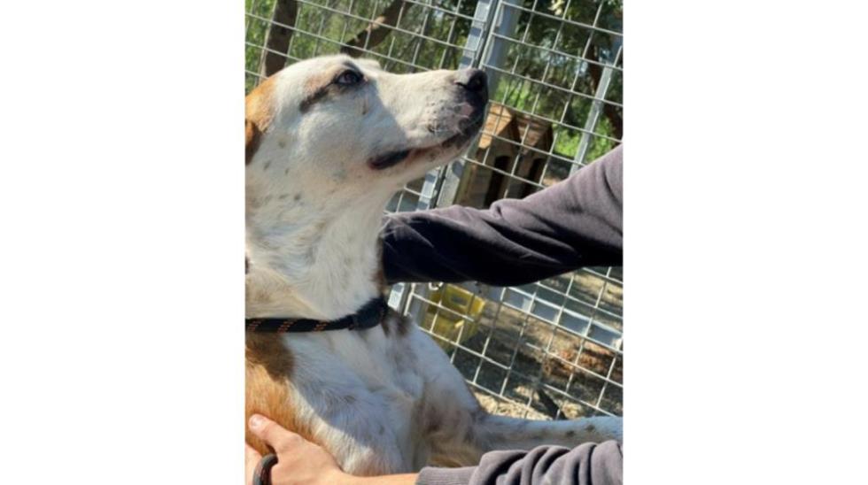 5395359023528415 SIMBA 3